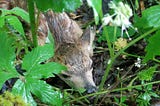 A small fawn tucked deep under wet vegetation, resting its head on the ground, waiting quietly for its mother.