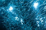 Fish Are Friends, Not Just Food | Sustainability Can Solve Privacy