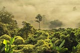 High-Speed Internet Reaches Remote Amazon Tribe for the First Time