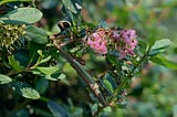 Praying mantis eating a bumble bee surrounded by privet blossoms.