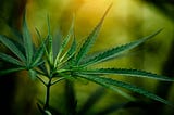 The Comprehensive Guide to Cannabis Analysis: Ensuring Quality and Safety