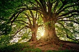 10 oldest trees in the world