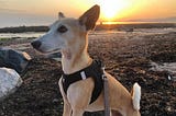 Ginger dog at the beach with the setting sun in the background.
