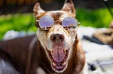 Picture of a dog wearing sunglasses