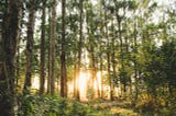 sunset filtering through a forest