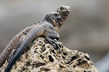 A newborn iguana on the beach