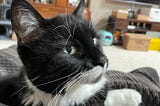 A black and white cat sitting and looking tobthenright.