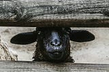A black sheep pushes her head between wooden fence bars