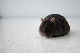 Mes élèves sont-ils des rats de laboratoires ?