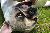 My french bulldog Dolly, she really is so funny!