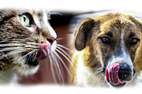 Why Letting Your Furry Companion Lick You Might Be Ill-Advised