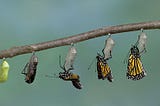 4 Tools For Metamorphosis