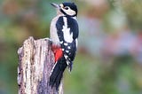 Woodpecker Feeding