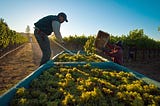 In a Warming World, Winemakers Search for Cooler Ground