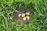 Eiderdown, a story of mutual relationship between species