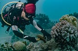 Oman Coral Reefs: A Dive into Biodiversity