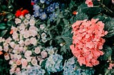 Improving the UX in the flower sector — UX Research