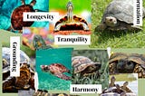 Wisdom of the Turtle: Lessons from Nature’s Steady Guardians
