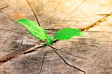 Unlocking Reliable Small-Cap Growth Through Ralph Wanger’s Strategy