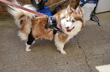 Dog Knee Braces: Highly Effective for Managing Arthritis