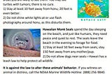 Turtle/Seal Educational Downloads, Kauai, Hawaii