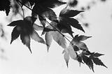 Black and white photograph of backlit acer leaves.