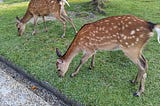 A Photographic Stroll Through Nara Park, Japan Pt. 2