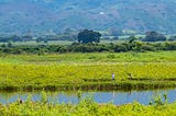 Avistamiento de Aves — Buga Valle del Cauca. Colombia