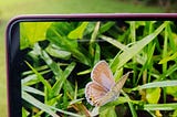 Photo of a smartphone in landscape with an image of a small butterfly perched in the grass.