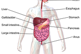 Title: Understanding the Marvels of the Digestive System