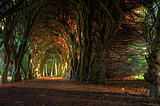 Tree Tunnel, Meath, Ireland