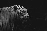 Imagine: A close up of a white tiger, staring off in the distance.