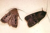 The Fascinating But Endangered Bogong Moth