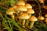 Mushroom Cultivation and Farming Methods