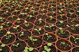 Picking a Peck of Nursery Plants