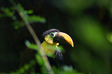 A toucan in the Costa Rica rainforest. Image credit: Creative Commons