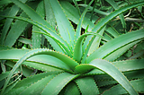 Aloe Vera- Plant of Wonders