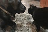 Picture of a black lab and a small black cat sitting on a piece of carpet looking at each other face to face