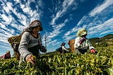 A Rural Dilemma: Why Internet Access and IoT Matter in Agriculture