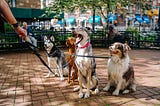 4 Surprising Benefits of Dog Socialization