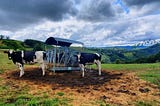 The Day I Washed A Poop Covered Cow…