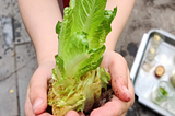 My 4YO Twins Grew Vegetables from Leftovers! It was FUN & EASY!