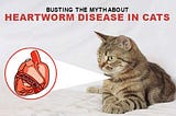 Busting the Myth About Heartworm Disease in Cats