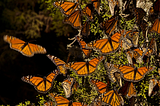 The Hidden Secret Behind Animal Migration and Smart Financial Moves