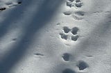 animal prints in snow with shadows