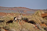 Gemsbok