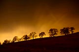 Trees on a hill in rainlight and twilight.