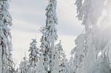 Photo of man in snow surrounded by trees with sun shining down in cloudy winter weather. Photo on Dr. James Goydos 2021 article on sunburn in winter.