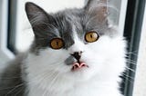 Können Katzen THC abbauen? — NatuPet™