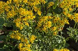 Yellow flowers of ragwort weed growing against a low stone wall